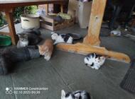 Grajewo ogłoszenia: Śliczne kotki szukają kochającego domu - zdjęcie