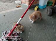 Grajewo ogłoszenia: Śliczne kotki szukają kochającego domu - zdjęcie