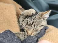 Grajewo ogłoszenia: Znalazłam kotka na ulicy ekologicznej. Szukam dla niego domu.... - zdjęcie