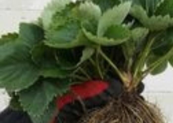 Grajewo ogłoszenia: Sprzedam sadzonki truskawki z gruntu.