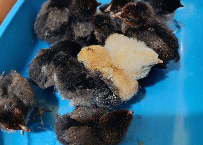 Grajewo ogłoszenia: Sprzedam różne kurczęta, miksy, rajskie, zagrodowe białoczuby...
